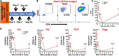 CD4+ T-lymphocytes exhibit biphasic kinetics post-myocardial infarction